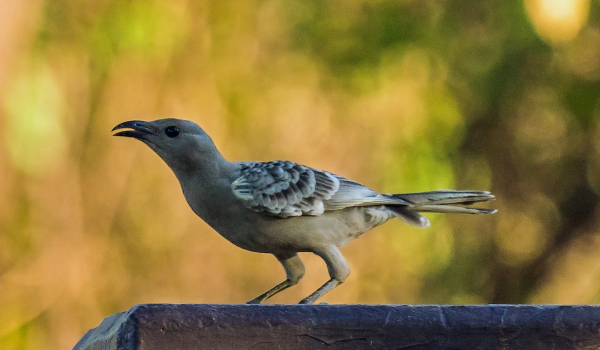 Great Bowerbird - ML611119122