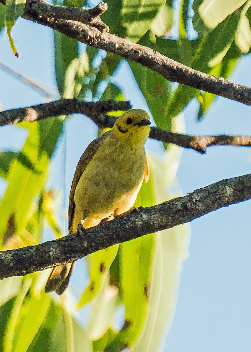 Yellow-tinted Honeyeater - ML611119123