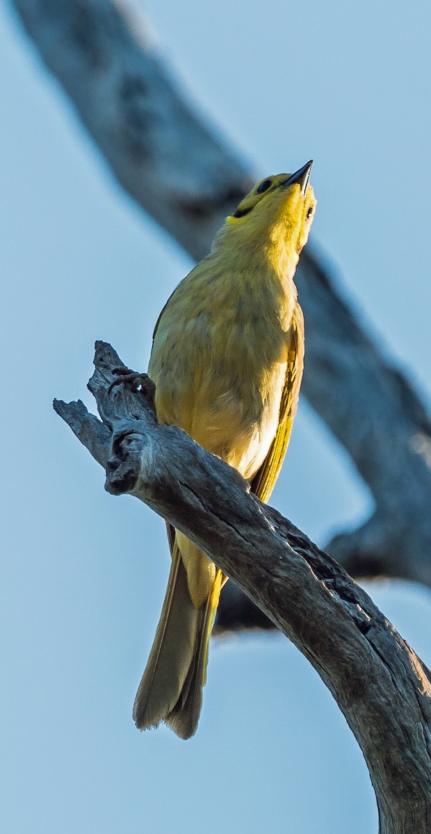 Yellow-tinted Honeyeater - ML611119124