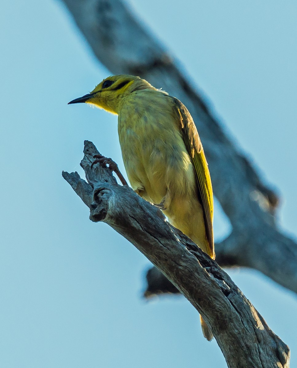 Yellow-tinted Honeyeater - Russell Scott