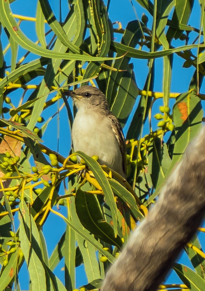 Rufous-throated Honeyeater - Russell Scott