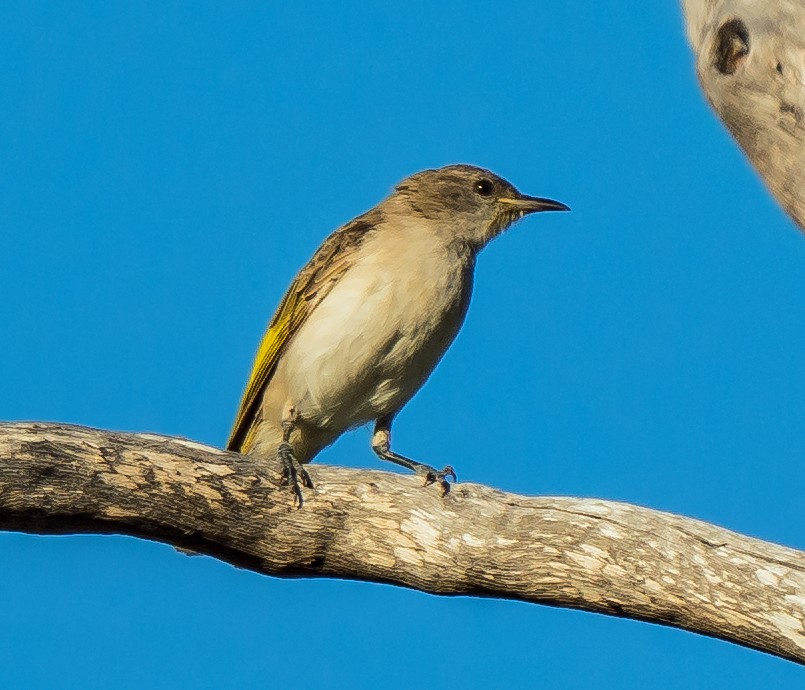 Rufous-throated Honeyeater - ML611119129