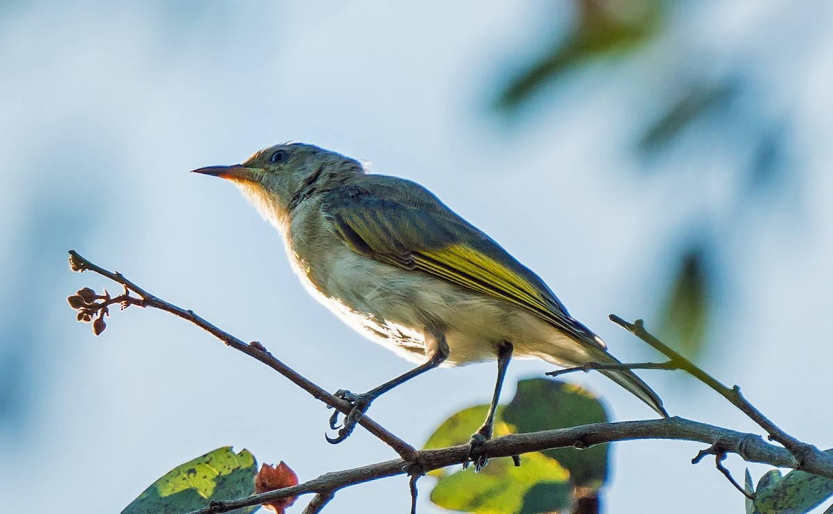 Rufous-throated Honeyeater - ML611119130