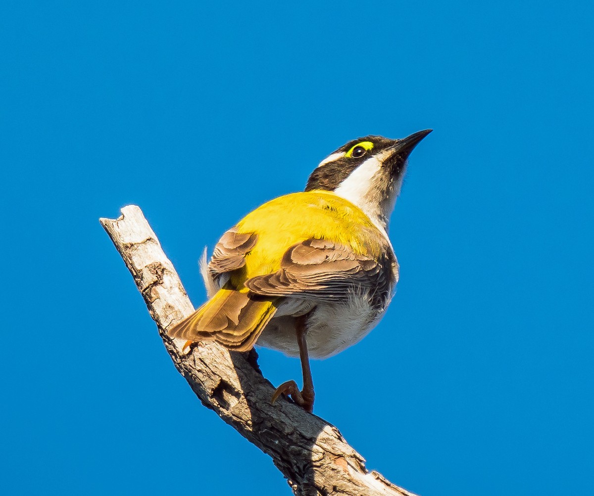 Black-chinned Honeyeater - ML611119133