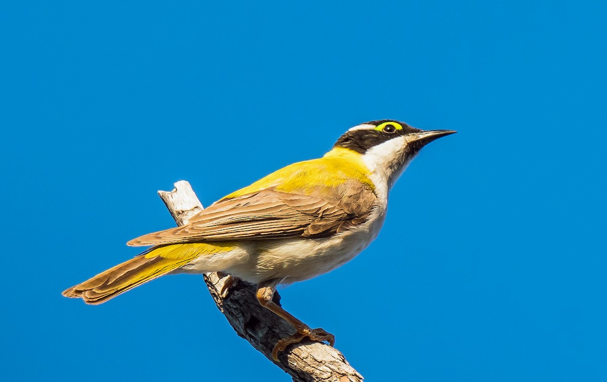 Black-chinned Honeyeater - ML611119134