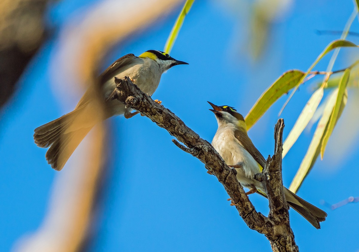 Black-chinned Honeyeater - Russell Scott