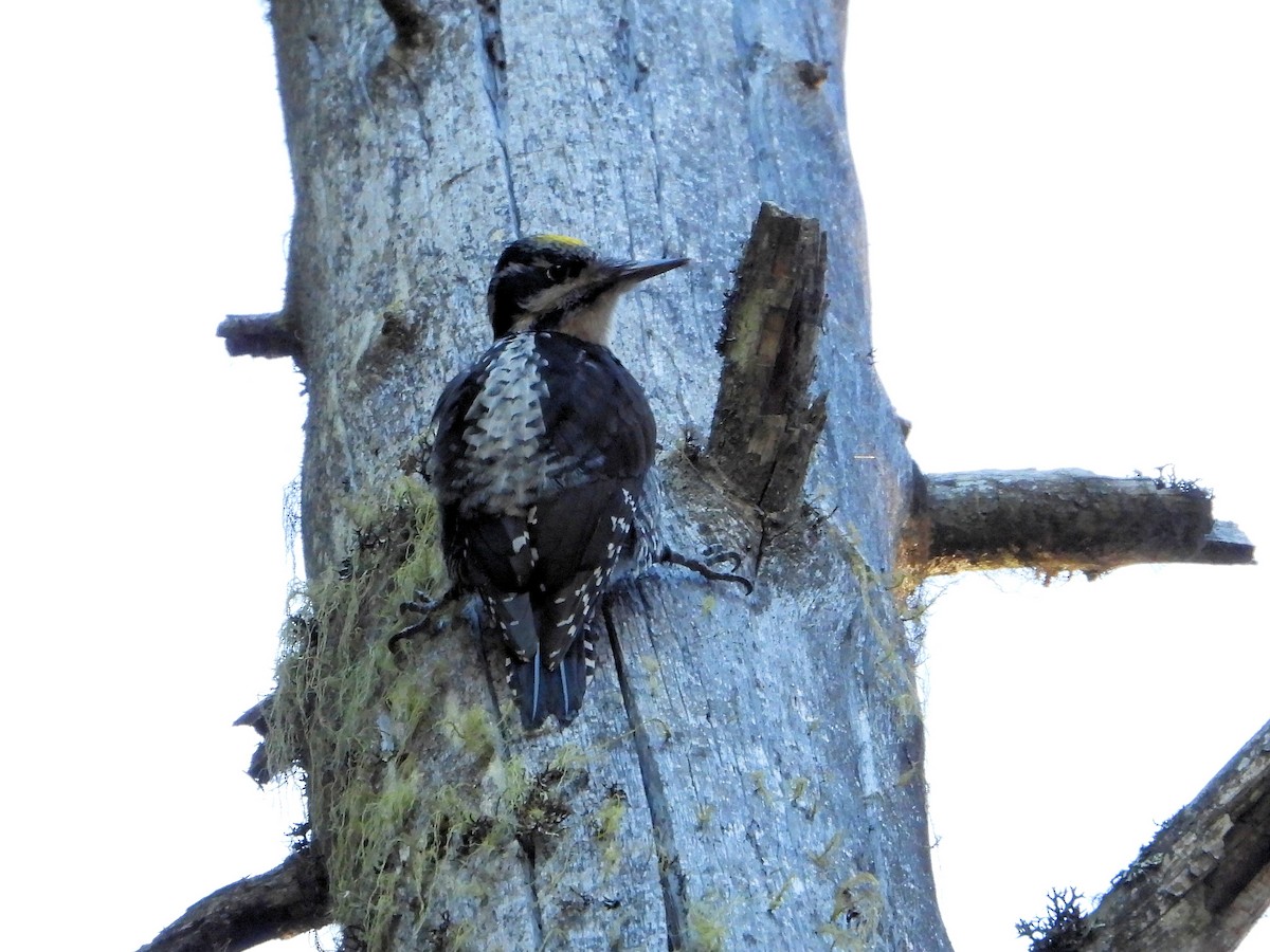 Eurasian Three-toed Woodpecker - ML611119190