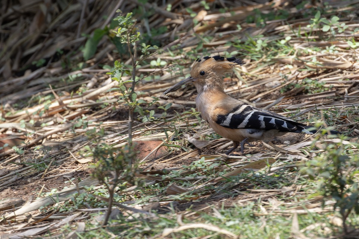 Madagascar Hoopoe - ML611119203