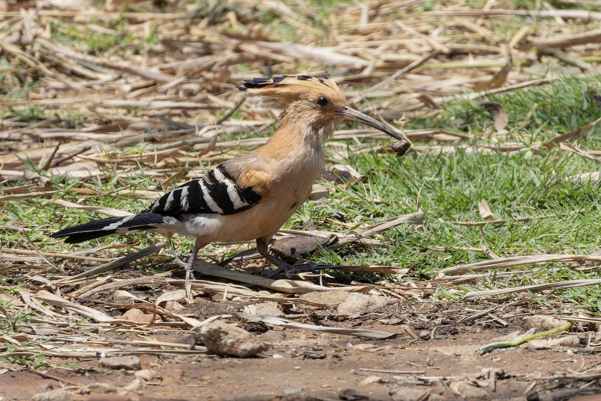 Madagascar Hoopoe - ML611119204