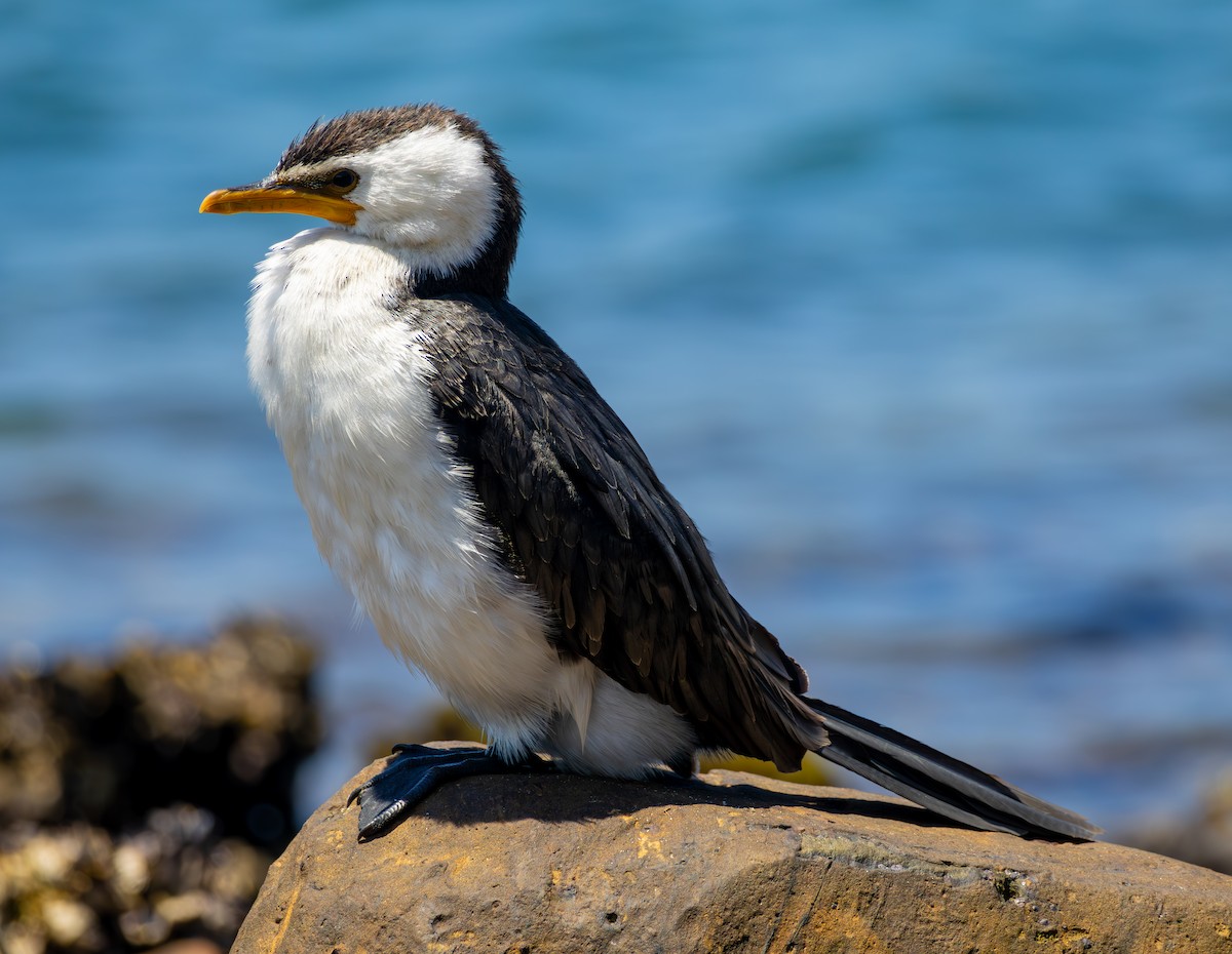 Little Pied Cormorant - ML611119248