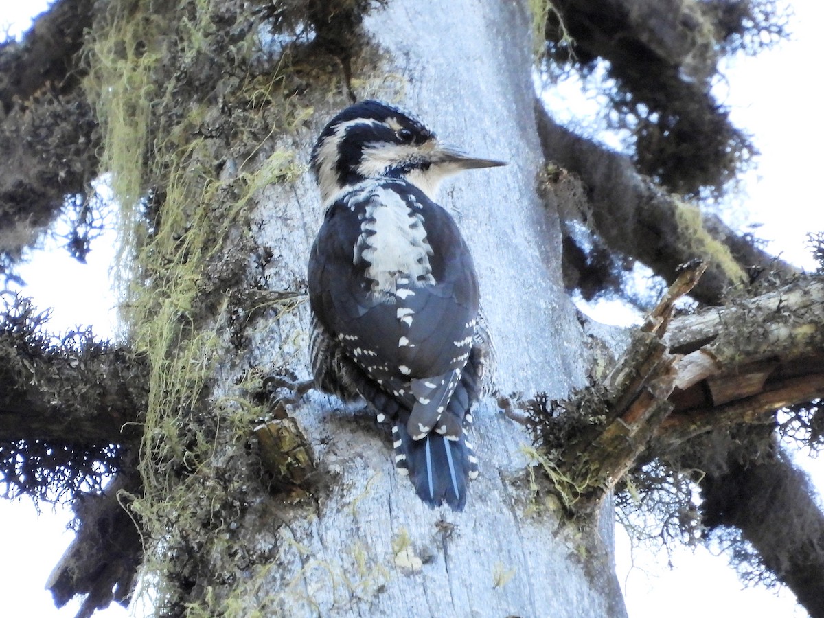 Eurasian Three-toed Woodpecker - ML611119287