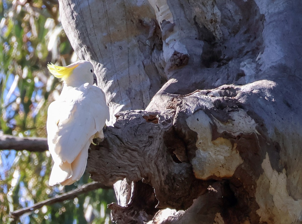Sulphur-crested Cockatoo - Sonia Boughton