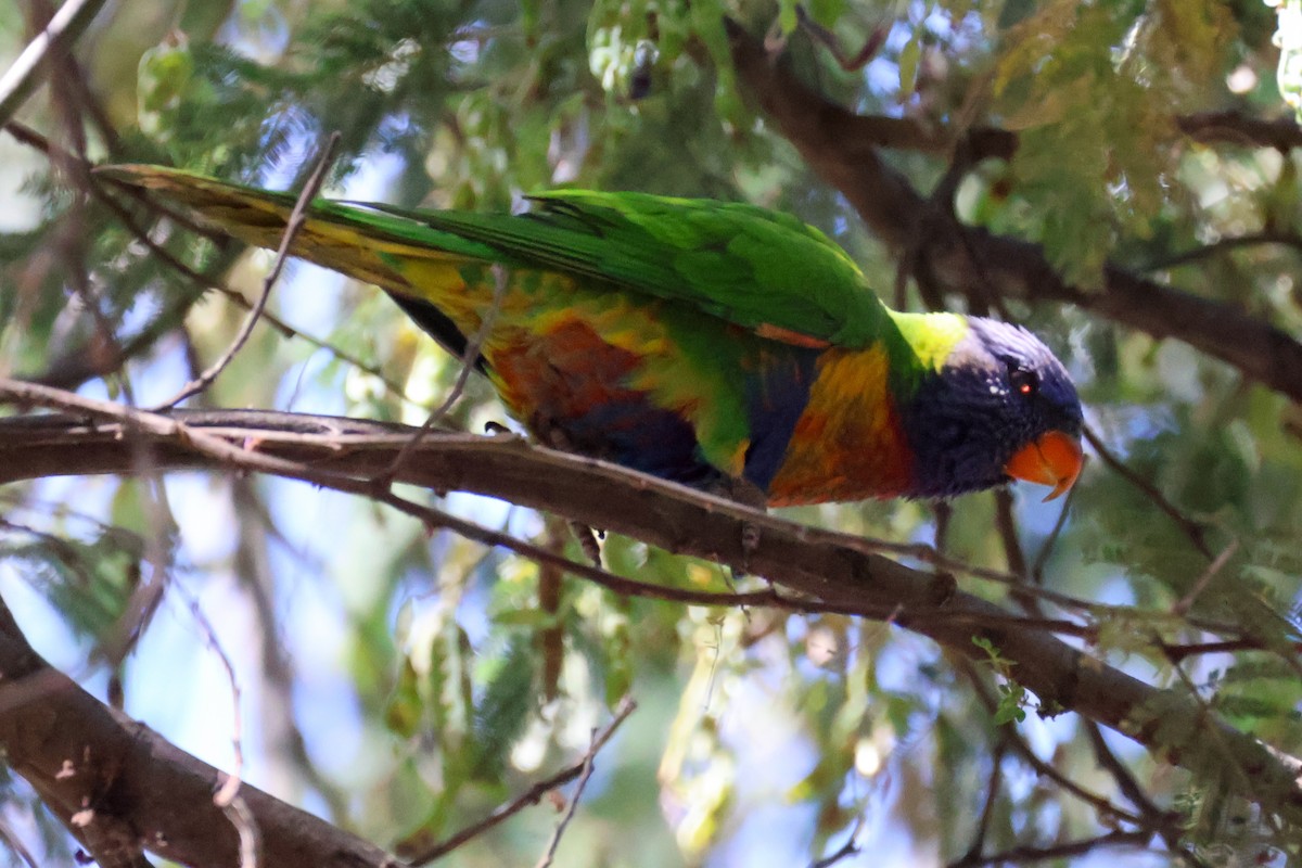 Rainbow Lorikeet - Sonia Boughton