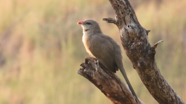 Sirkeer Malkoha - ML611119309