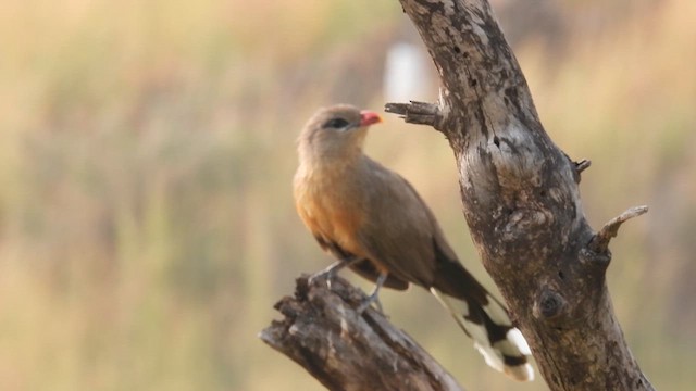 Sirkeer Malkoha - ML611119313