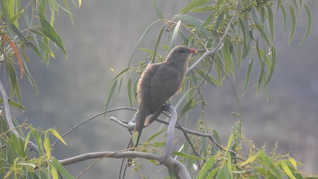 Sirkeer Malkoha - ML611119315