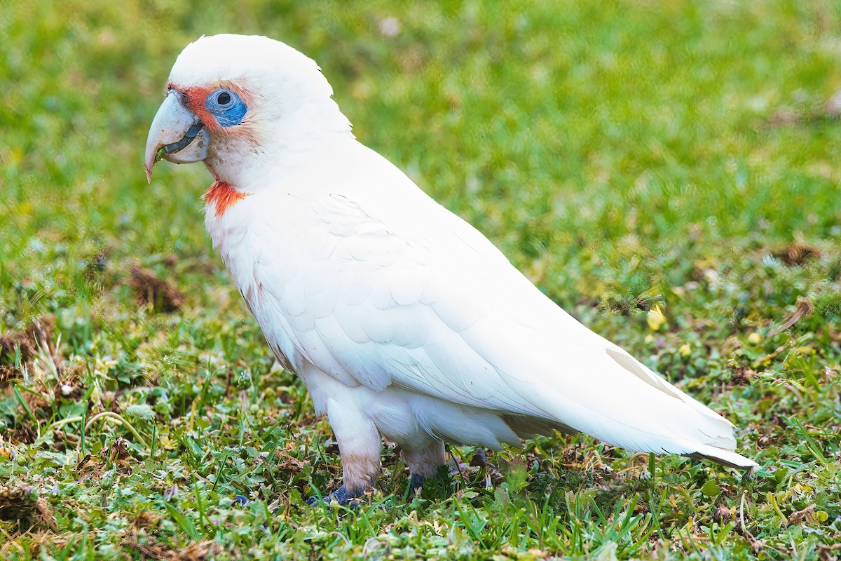 Long-billed Corella - ML611119317