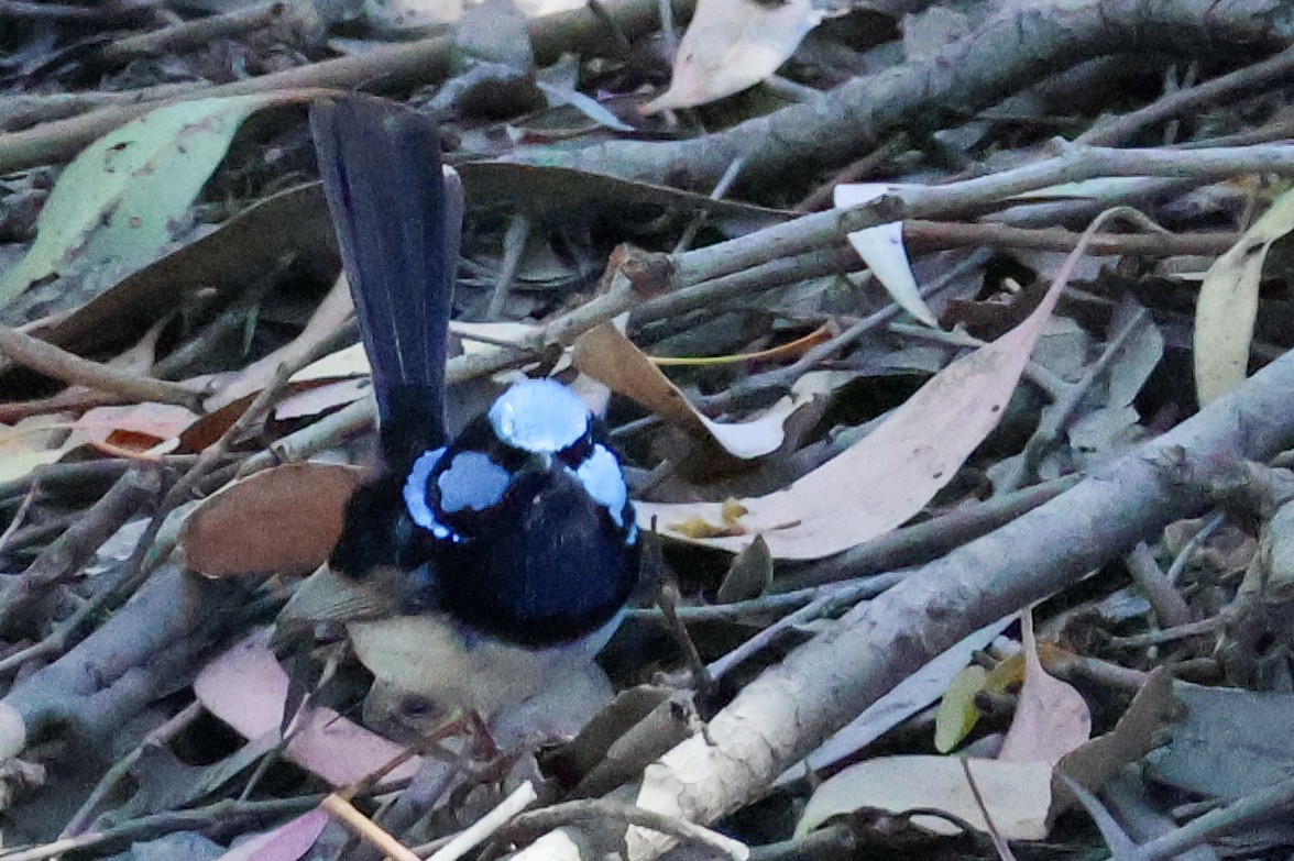 Superb Fairywren - Sonia Boughton