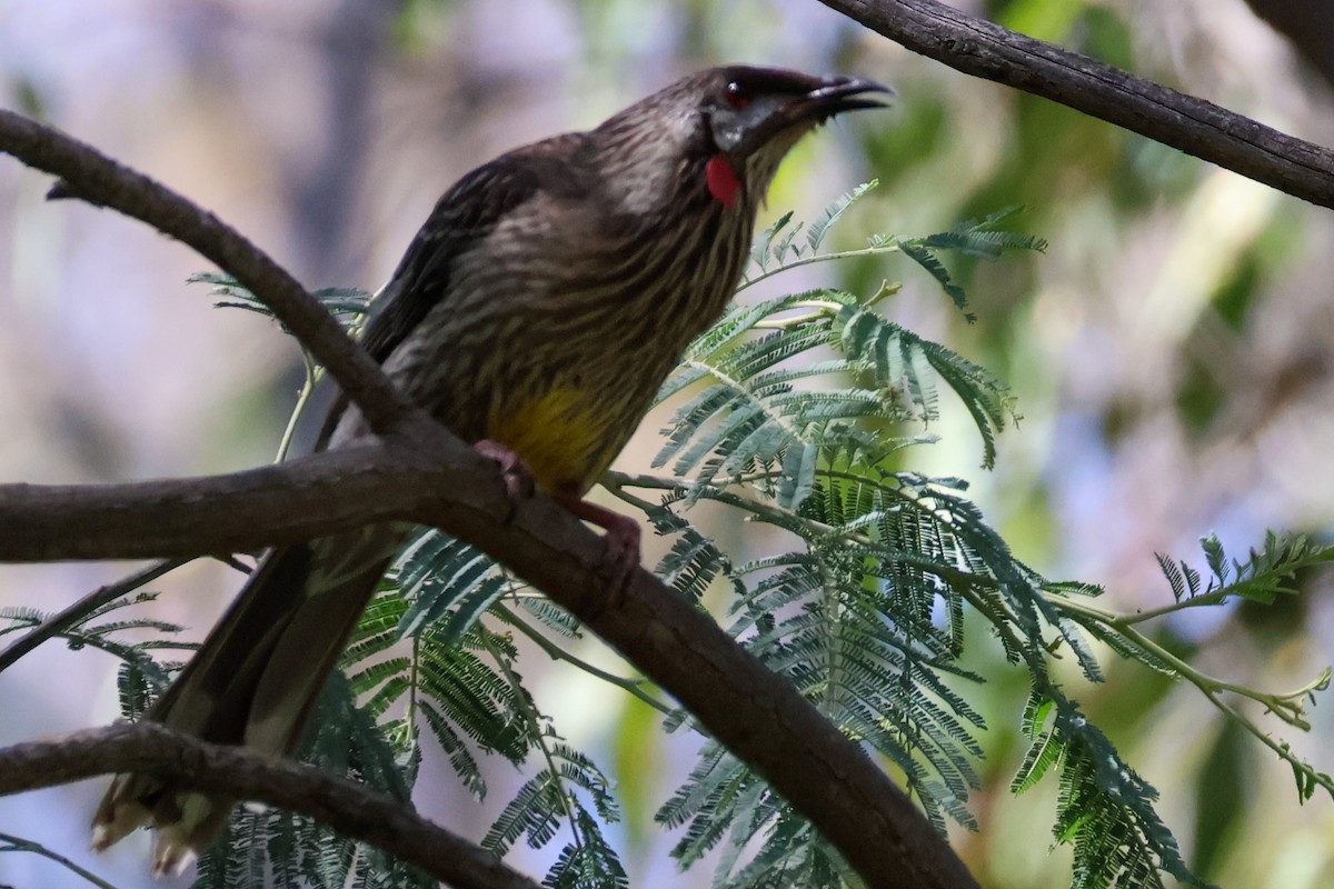 Red Wattlebird - Sonia Boughton