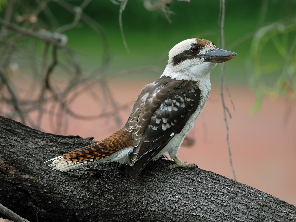 Laughing Kookaburra - Len and Chris Ezzy