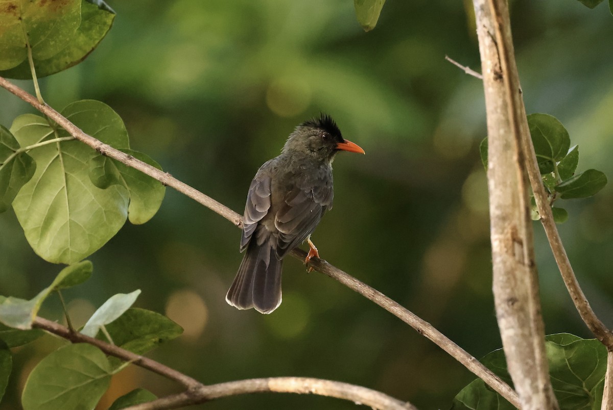 Seychelles Bulbul - ML611119372