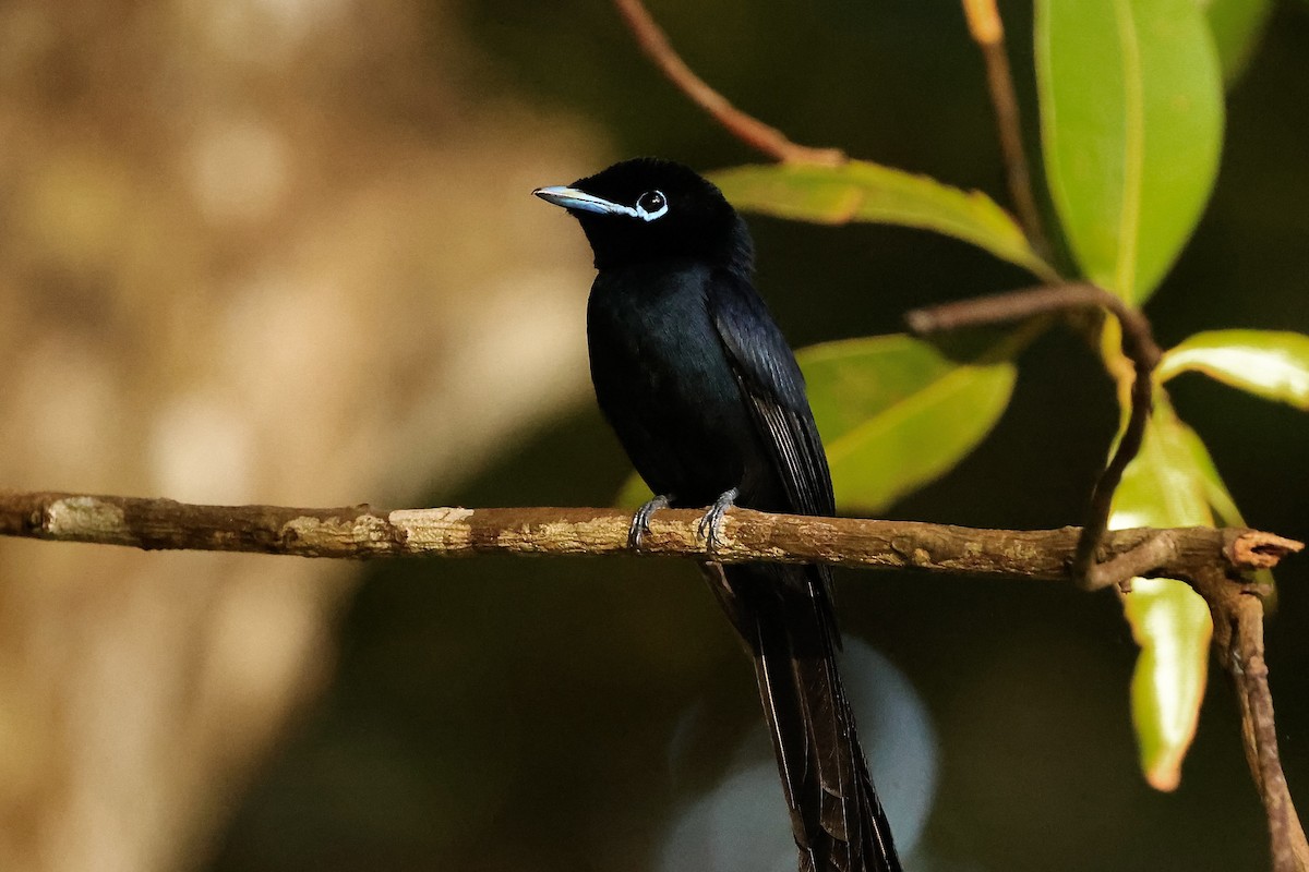 Seychelles Paradise-Flycatcher - ML611119378