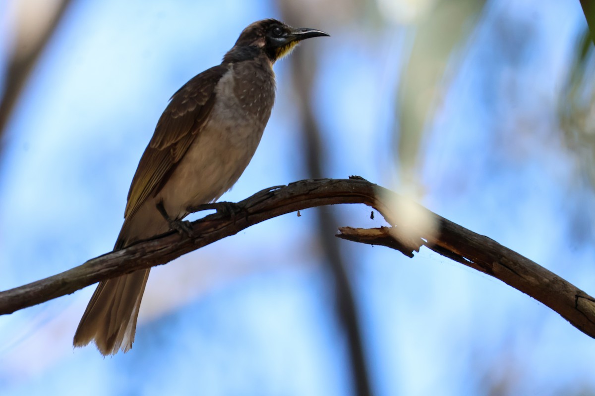 Noisy Friarbird - Sonia Boughton