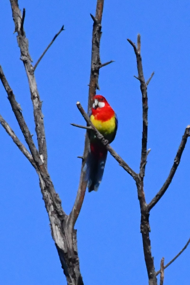 Eastern Rosella - ML611119520