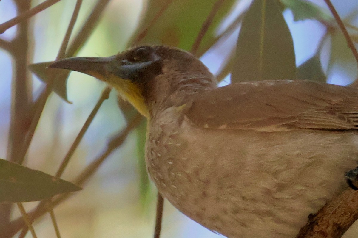 Little Friarbird - Sonia Boughton