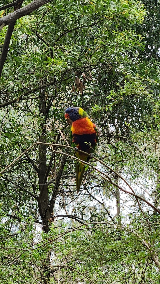 Rainbow Lorikeet - ML611119559