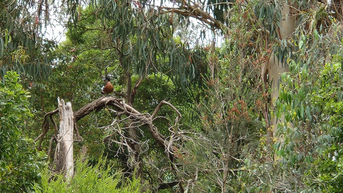 Chestnut Teal - ML611119574