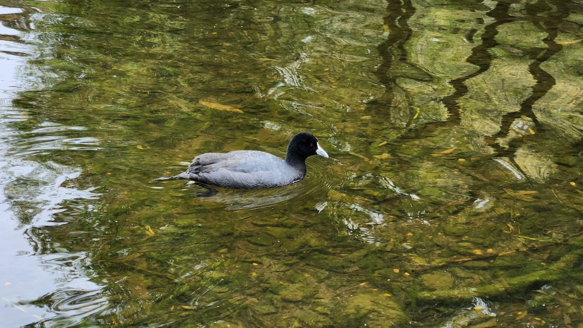 Eurasian Coot - ML611119583