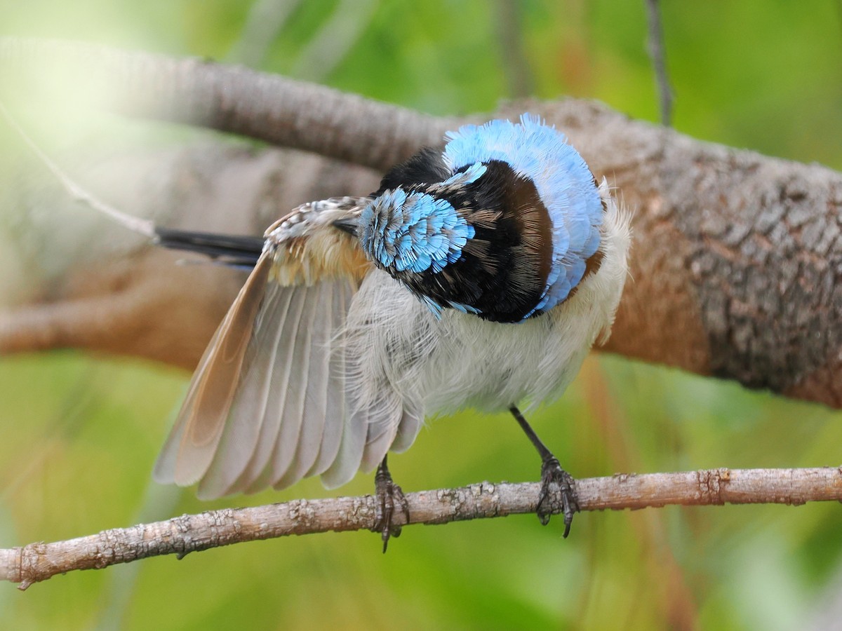 Superb Fairywren - ML611119603