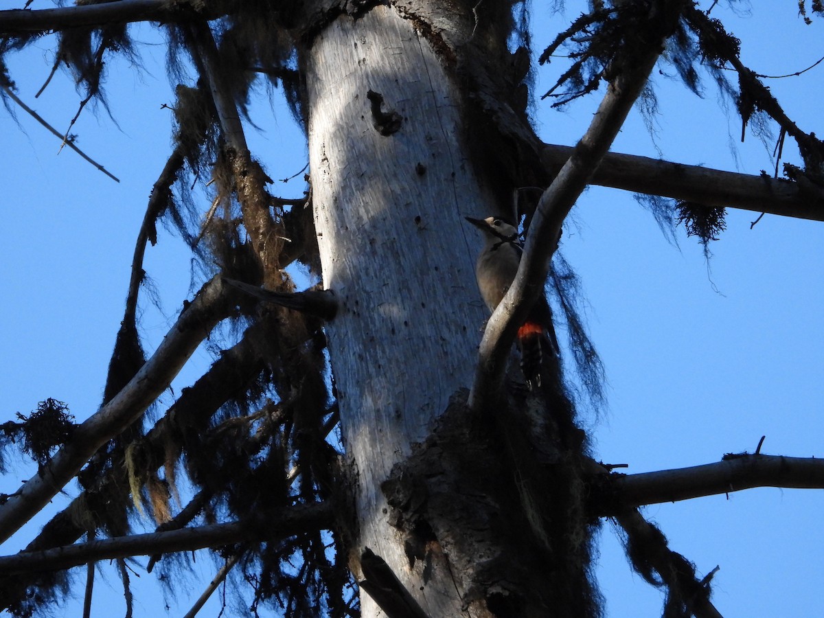 Great Spotted Woodpecker - ML611119607