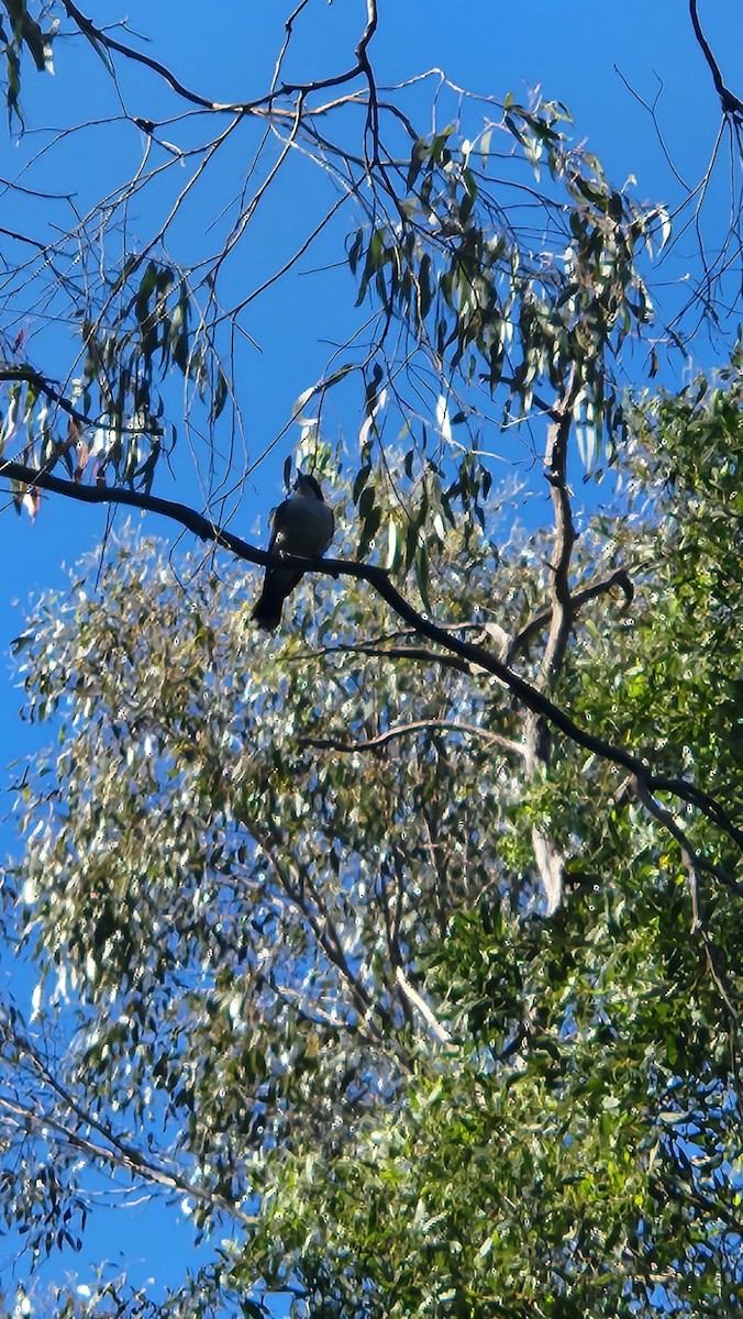 Gray Butcherbird - ML611119610