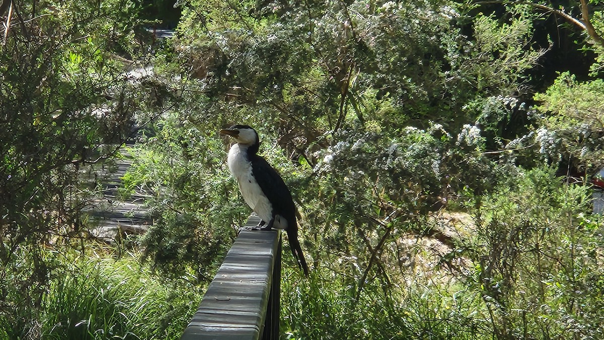 Little Pied Cormorant - ML611119635