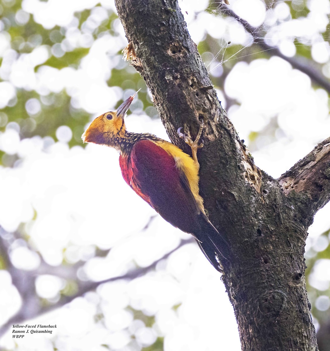 Yellow-faced Flameback - ML611119679