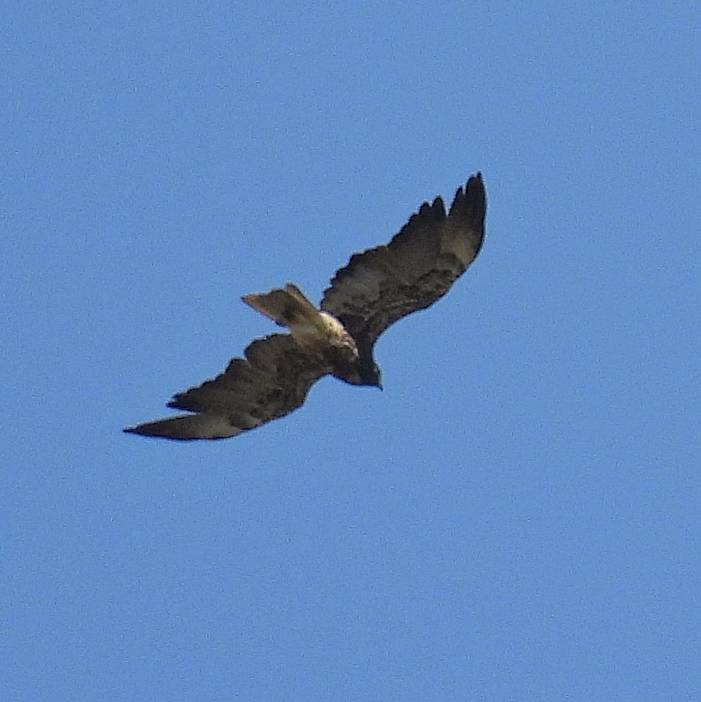 White-tailed Hawk - ML611119769