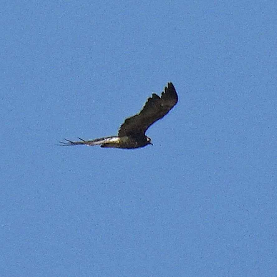 White-tailed Hawk - ML611119770