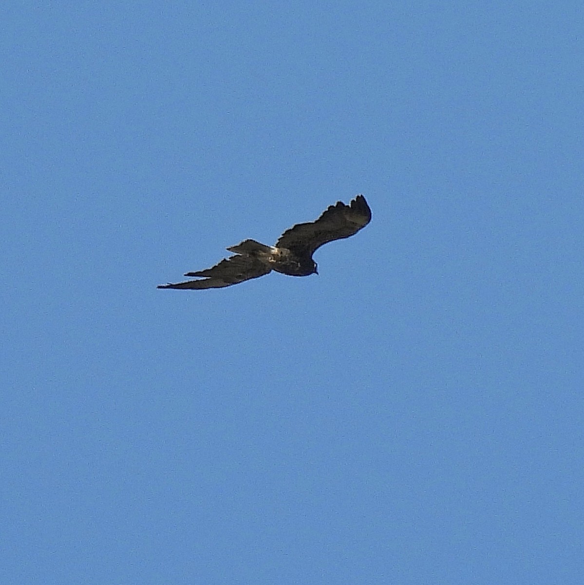 White-tailed Hawk - ML611119771
