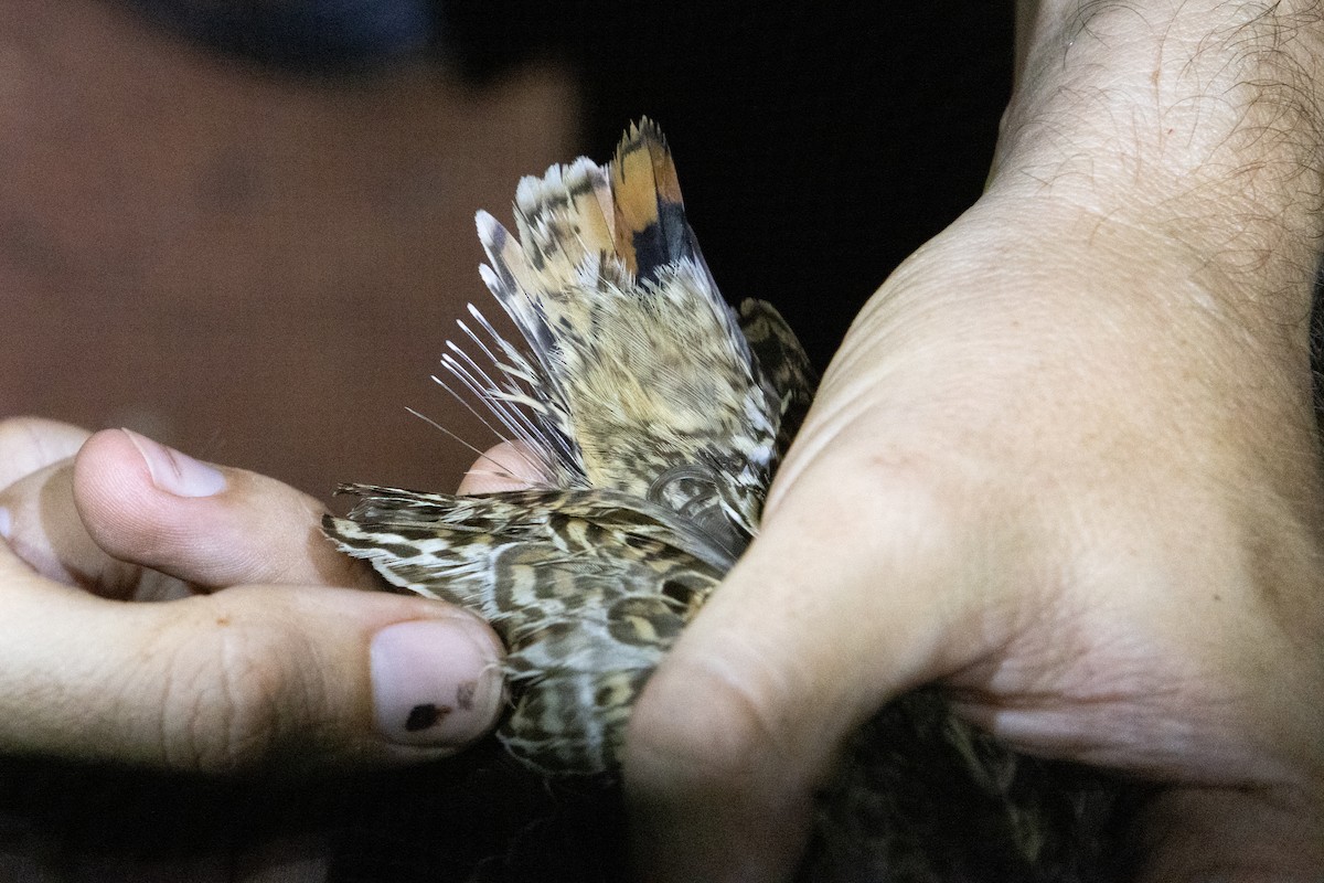 Pin-tailed Snipe - ML611119794