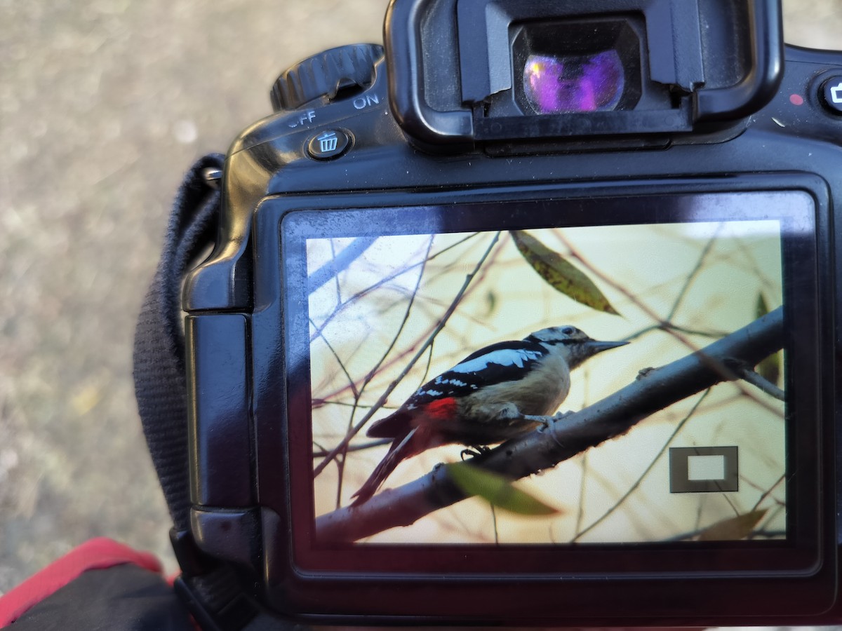 Himalayan Woodpecker - ML611119819