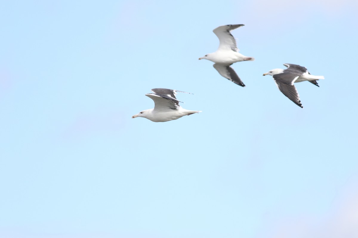 Great Black-backed Gull - ML611119831