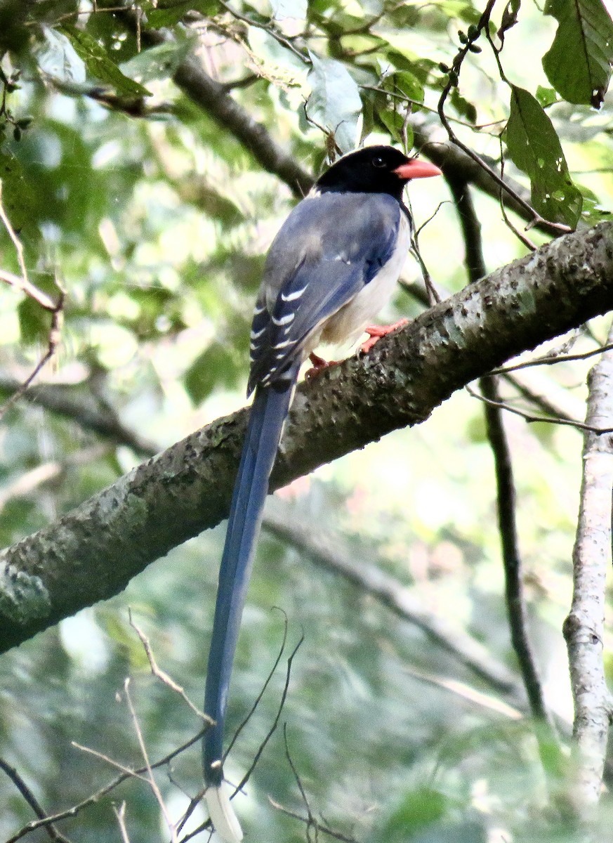 Red-billed Blue-Magpie - ML611119844