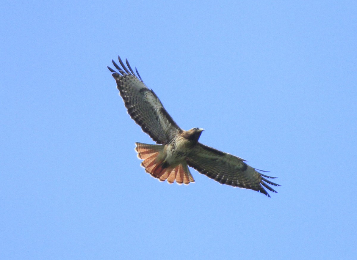 Red-tailed Hawk - ML611119873