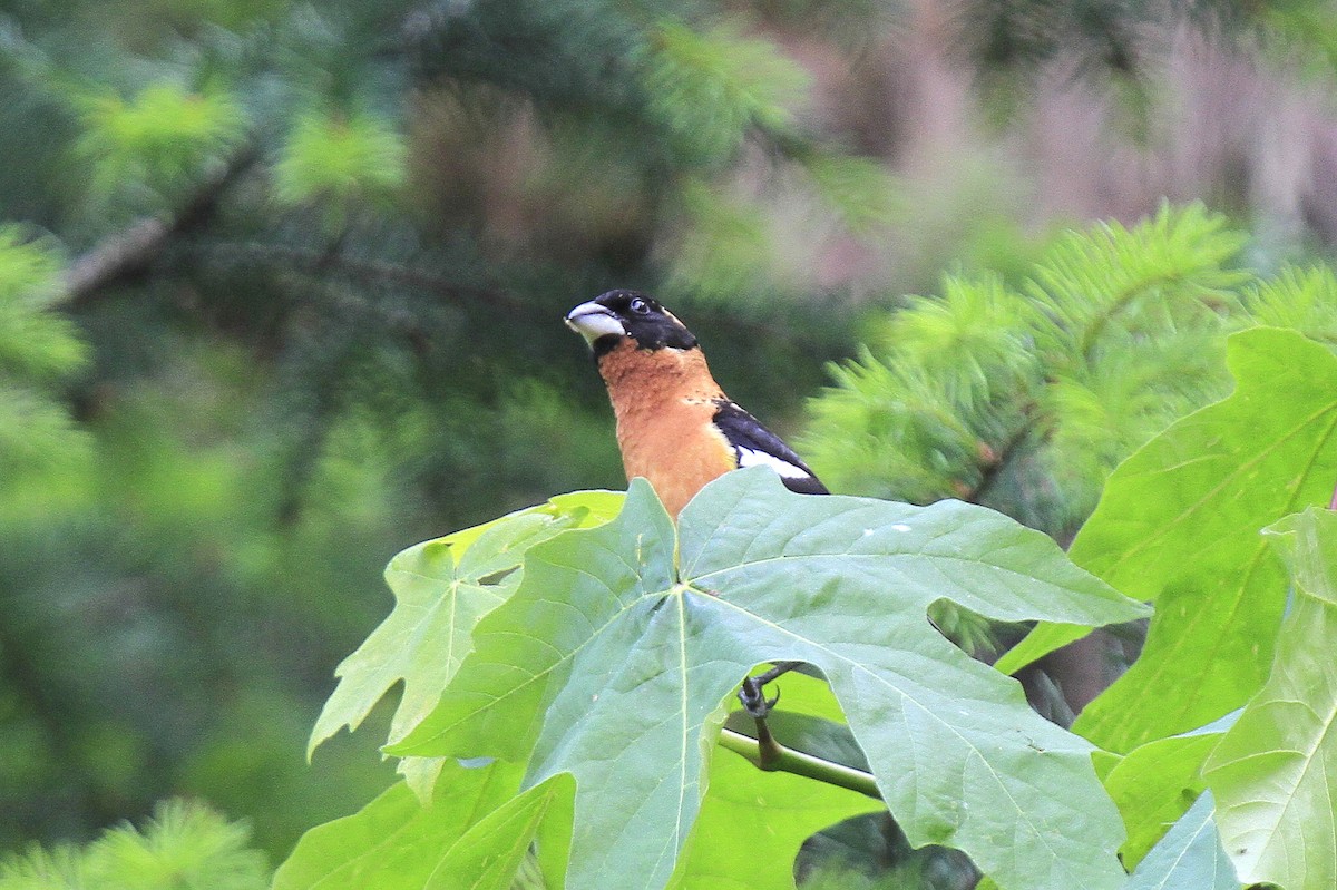 Black-headed Grosbeak - ML611119881