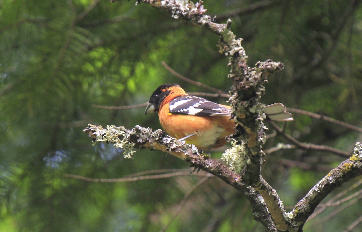 Black-headed Grosbeak - ML611119882