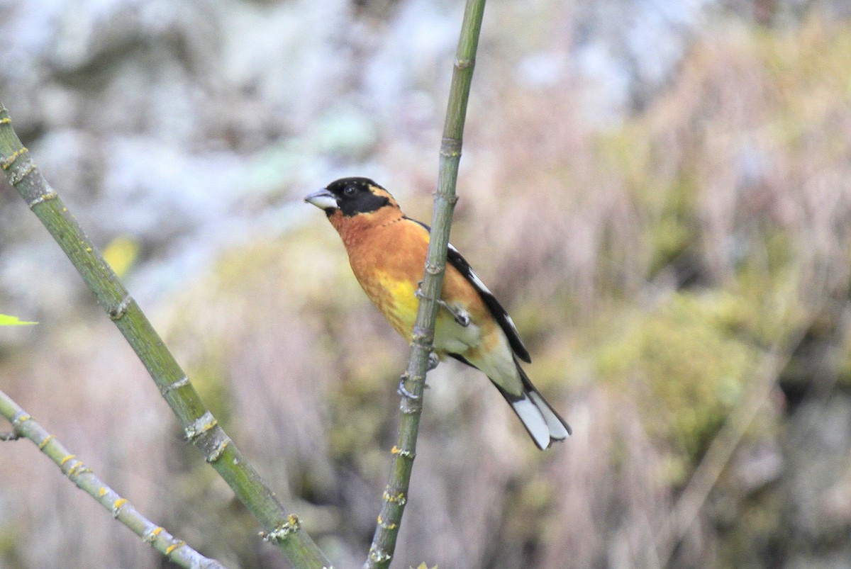 Black-headed Grosbeak - ML611119883