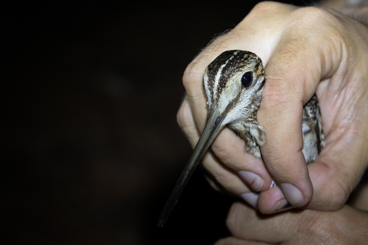 Pin-tailed Snipe - ML611119901