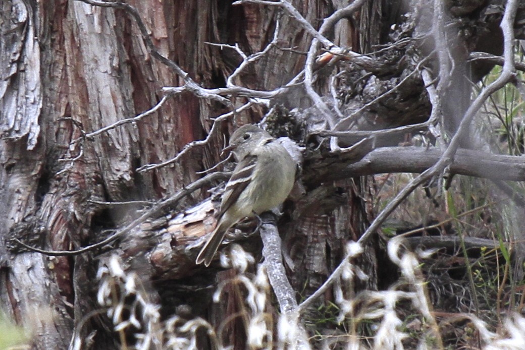 new world flycatcher sp. - ML611119905